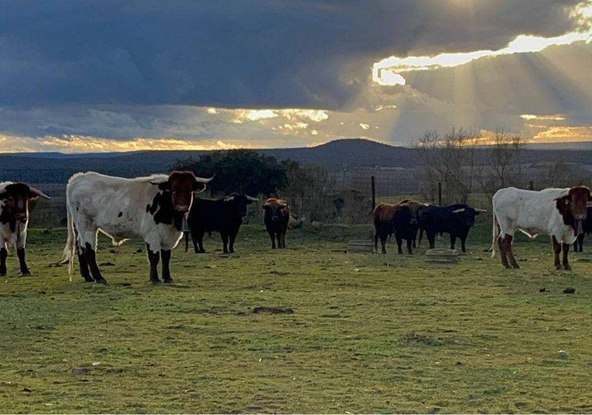 Los bueyes y toros en su nuevo hábitat de Ciudad Rodrigo