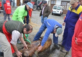 Los voluntarios durante el raspado del animal