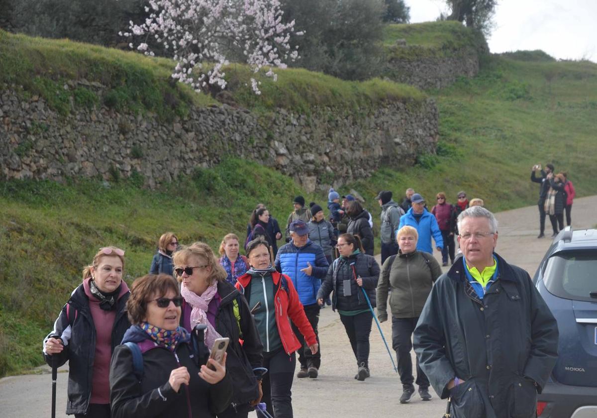 Marcha senderista entre almendros en flor.