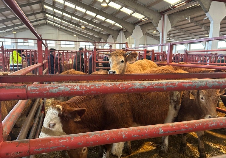 La vaca más observada en el mercado de ganados de Salamanca.