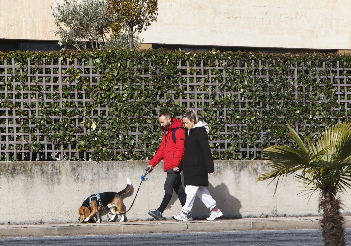 Paseo de un perro por el centro de Salamanca.