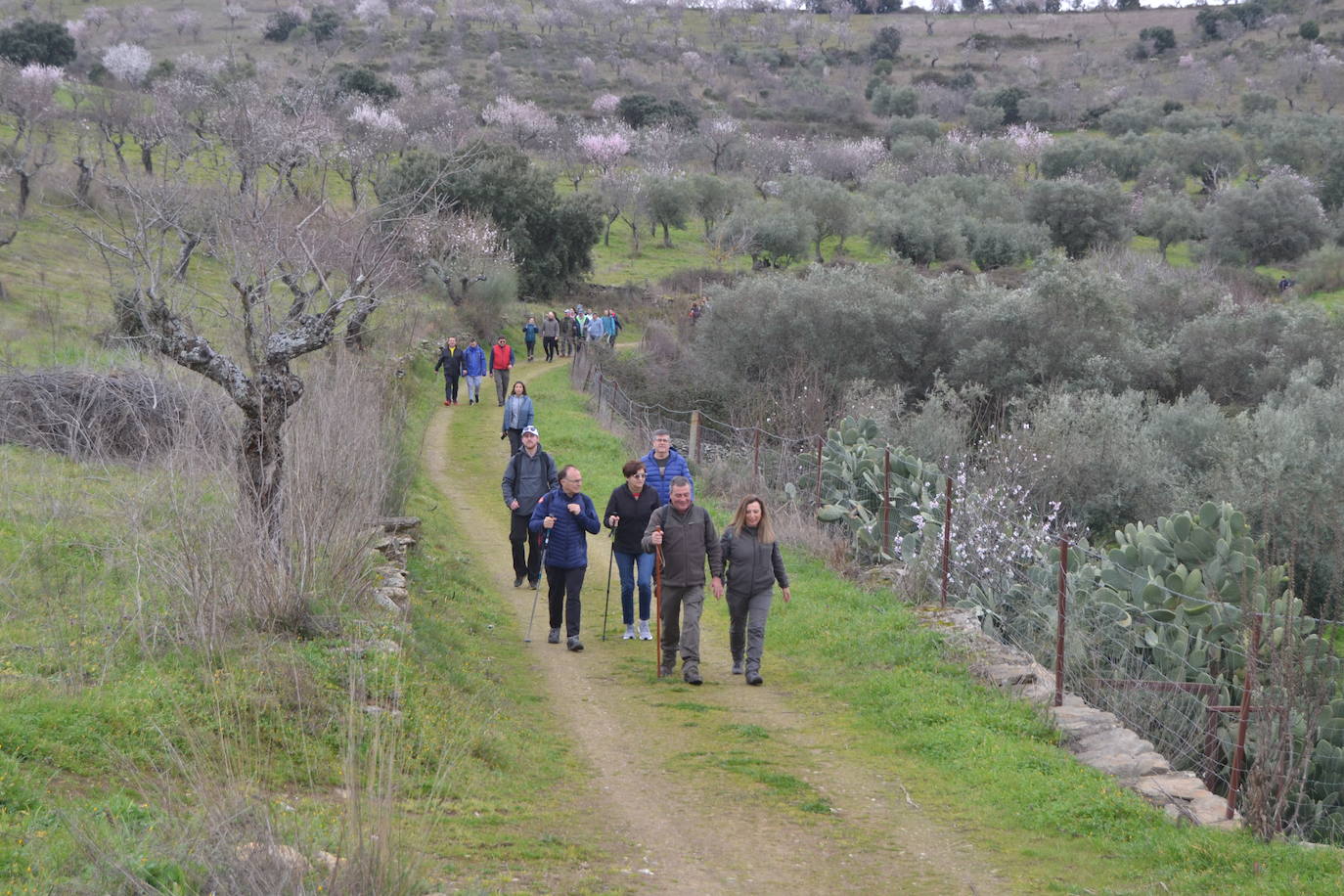 Un bello paseo entre almendros