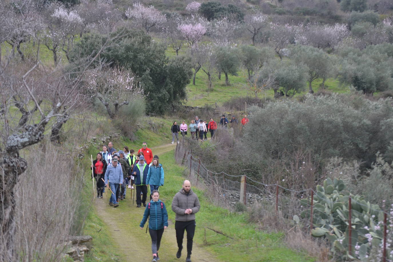 Un bello paseo entre almendros