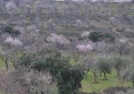 El grupo pasa por un nutrido campo de almendros florecidos