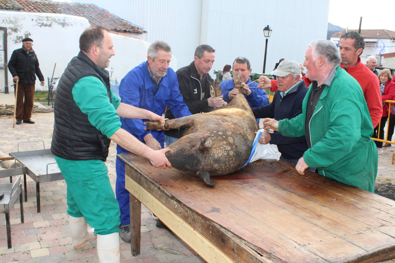 Santibáñez de Béjar disfruta de una multitudinaria fiesta de la matanza