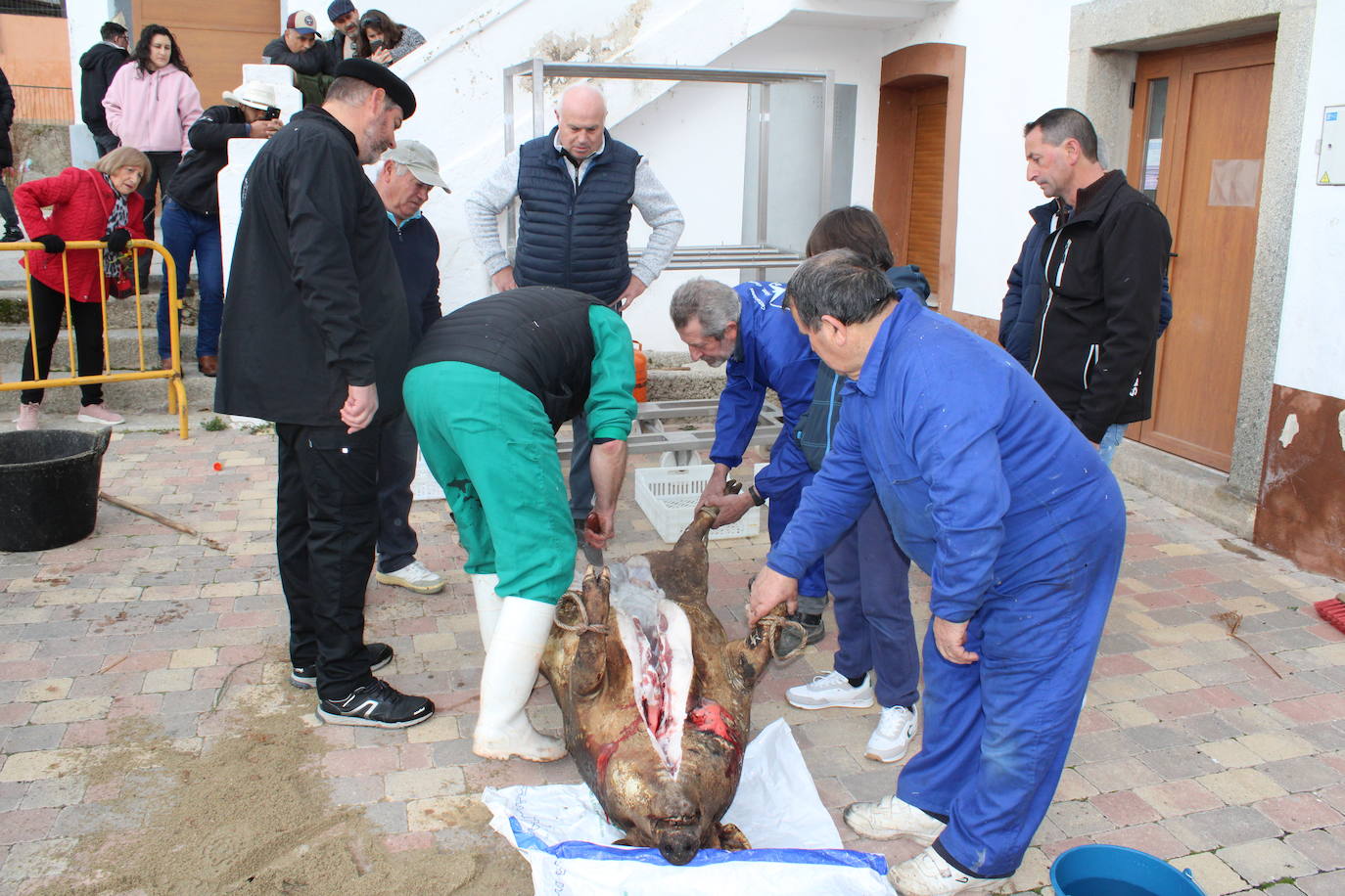 Santibáñez de Béjar disfruta de una multitudinaria fiesta de la matanza