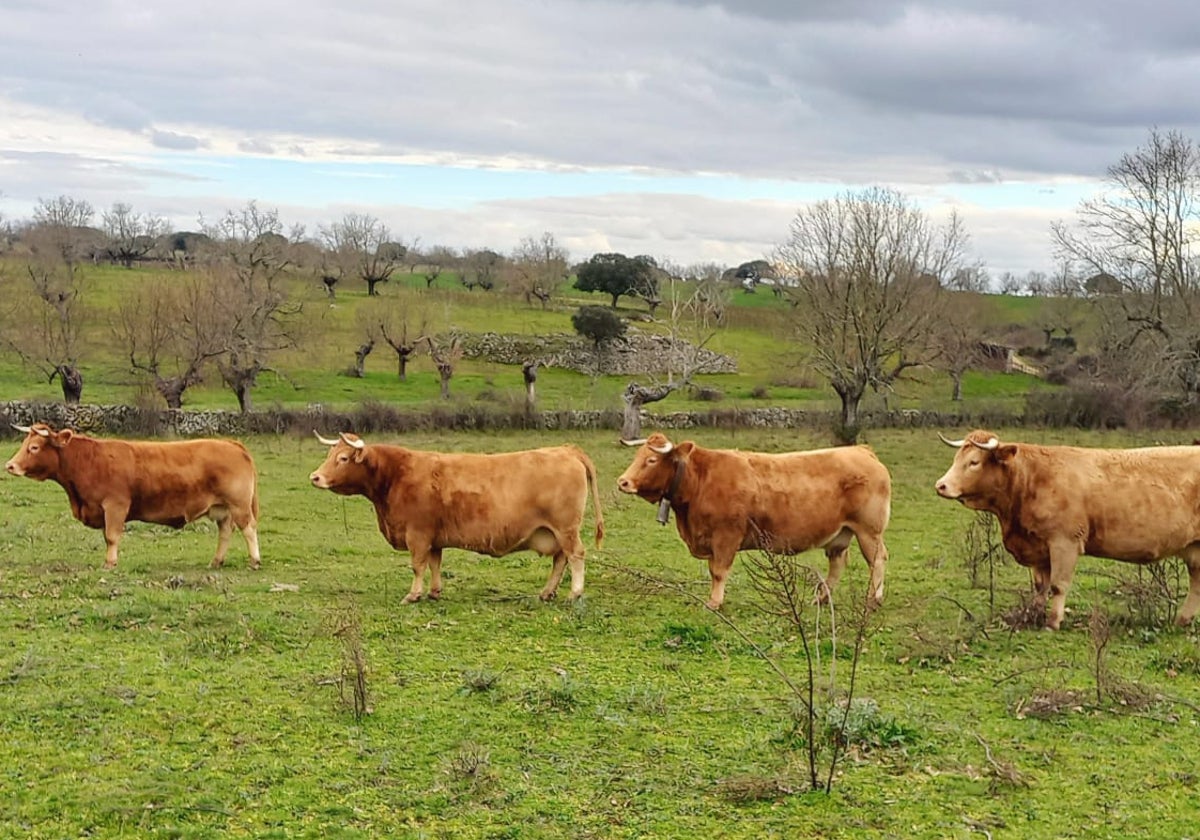 Vacas de Manuel Herrero (Cerralbo), dispuestas para la foto sin pretenderlo el ganadero.