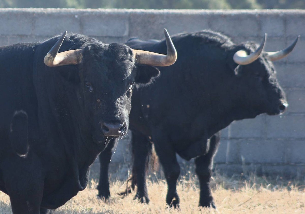 Toros de la ganadería de José Enrique Fraile de Valdefresno.