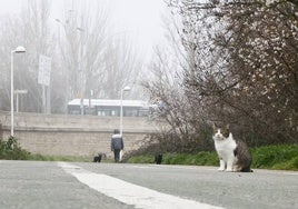 Tres gatos salvajes se pasean por las cercanías del río Tormes.