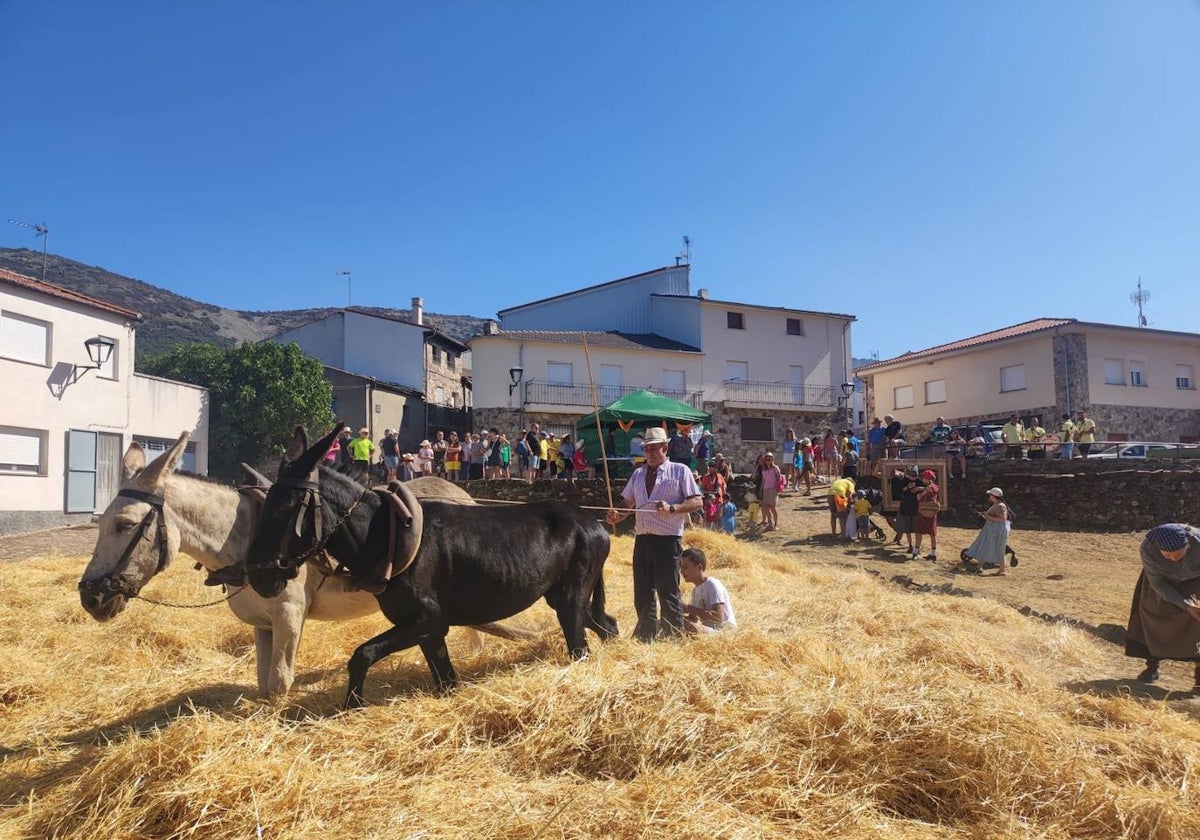 Las eras de Monsagro durante la celebración de La Trilla