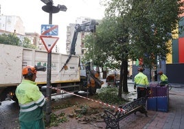 Polémica tala de árboles de la plaza del Oeste.