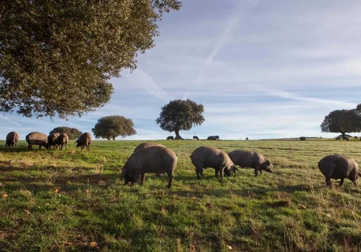 Cerdos comiendo en una de las fincas de BEHER.