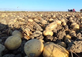 Patatas de la última campaña.