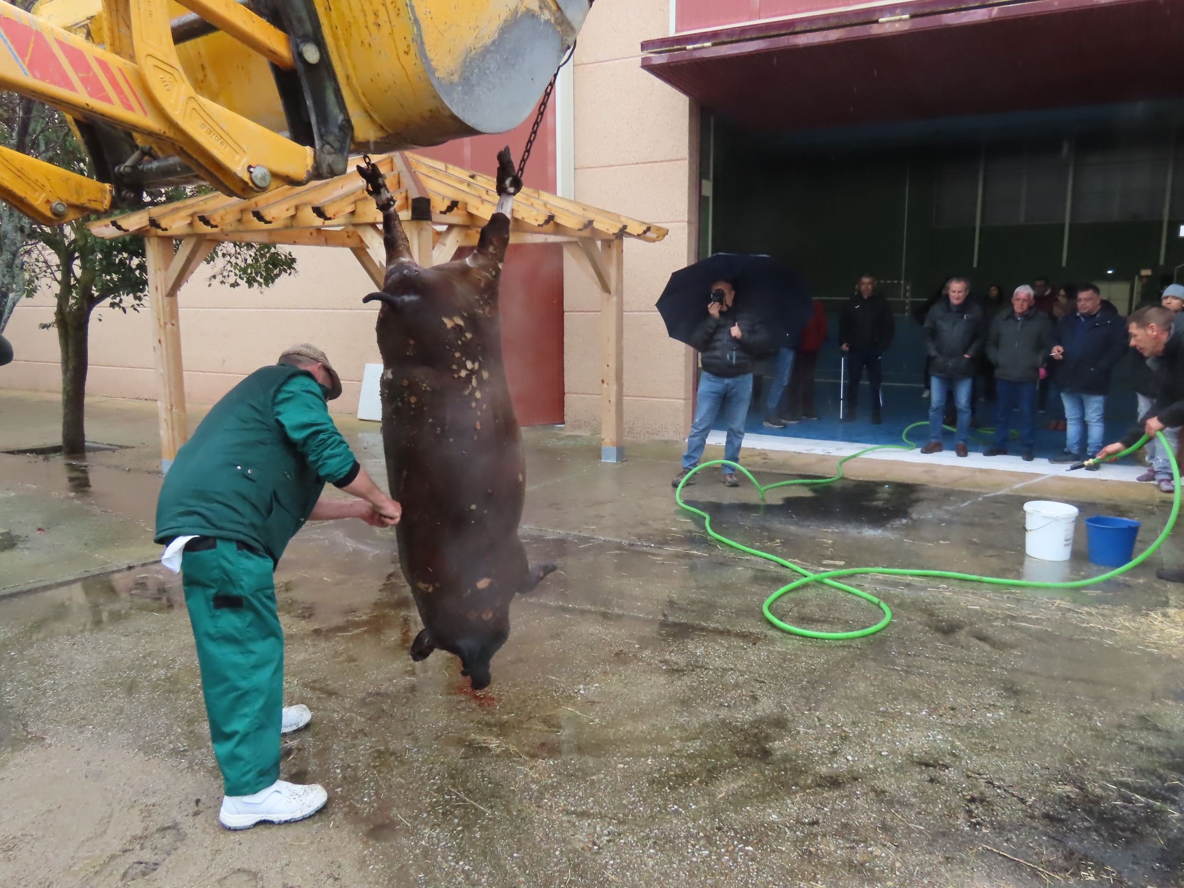 Toda una historia por contar en la fiesta de la matanza de Macotera