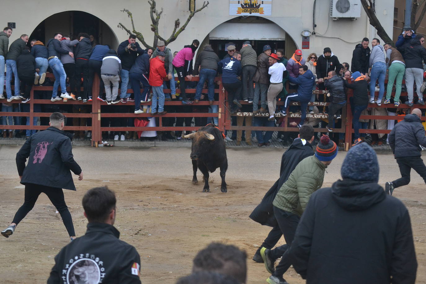 “Potrosillo” abre el Carnaval del Toro con un multitudinario festejo