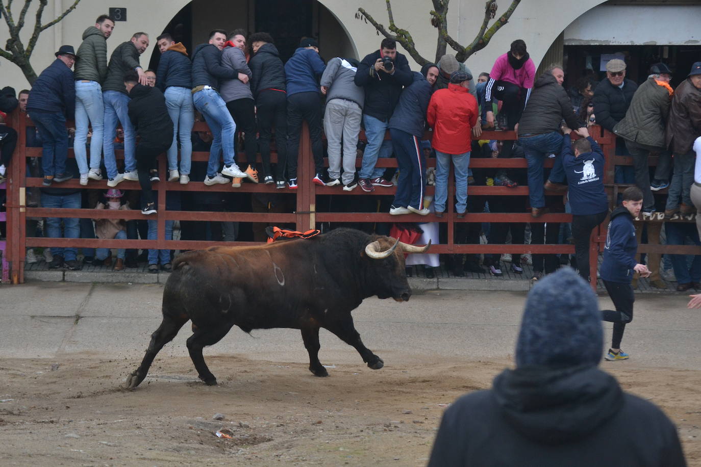 “Potrosillo” abre el Carnaval del Toro con un multitudinario festejo