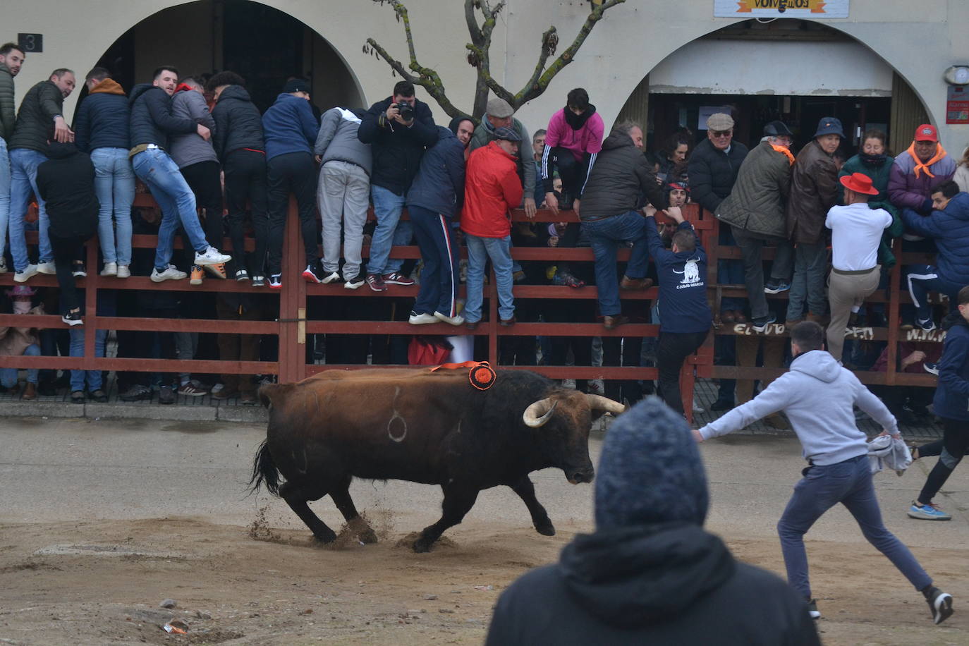 “Potrosillo” abre el Carnaval del Toro con un multitudinario festejo