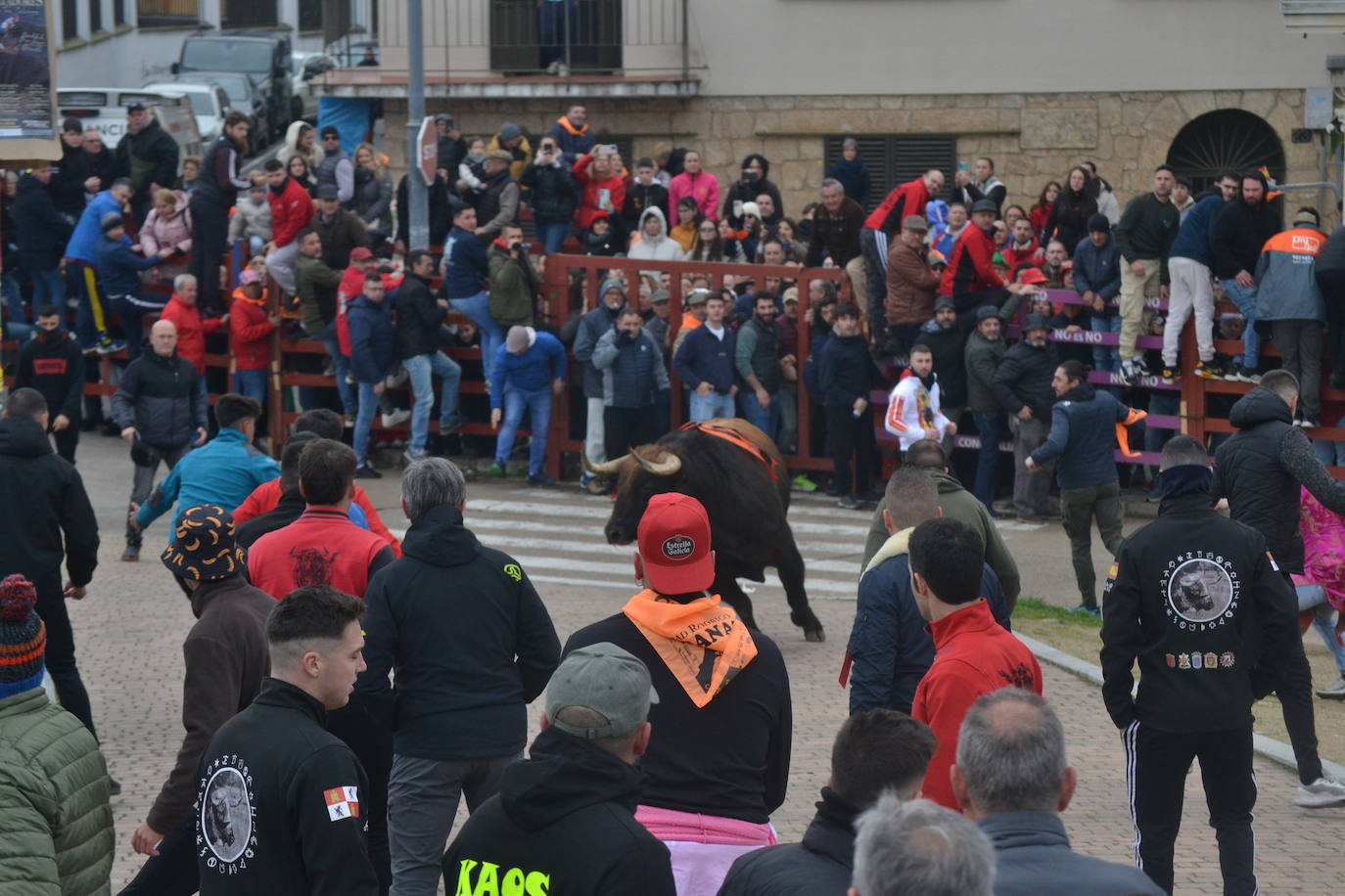 “Potrosillo” abre el Carnaval del Toro con un multitudinario festejo