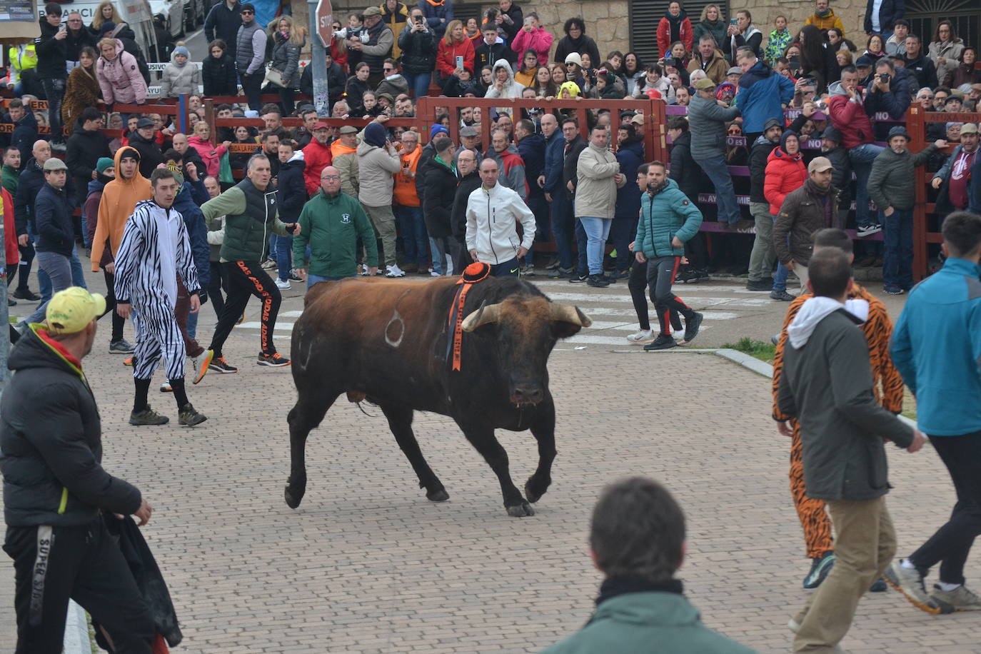 “Potrosillo” abre el Carnaval del Toro con un multitudinario festejo