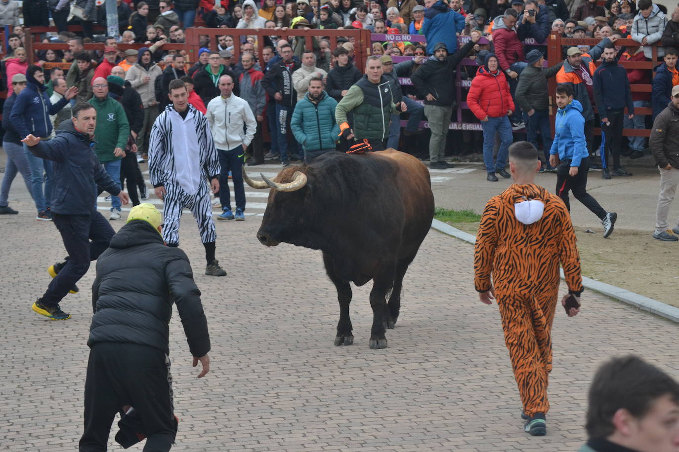 “Potrosillo” abre el Carnaval del Toro con un multitudinario festejo