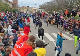 Uno de los toros rezagados en el Árbol Gordo