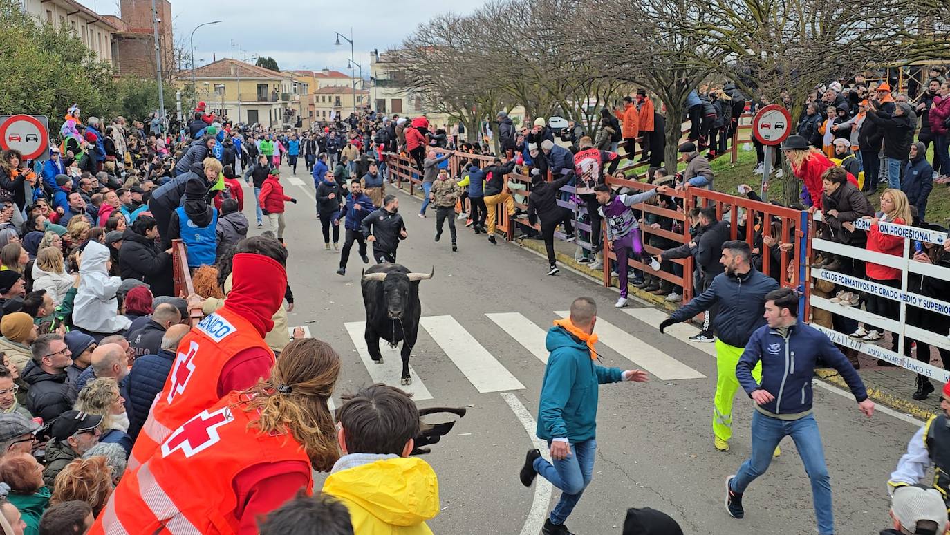 El primer encierro del Carnaval del Toro se salda con un corredor herido