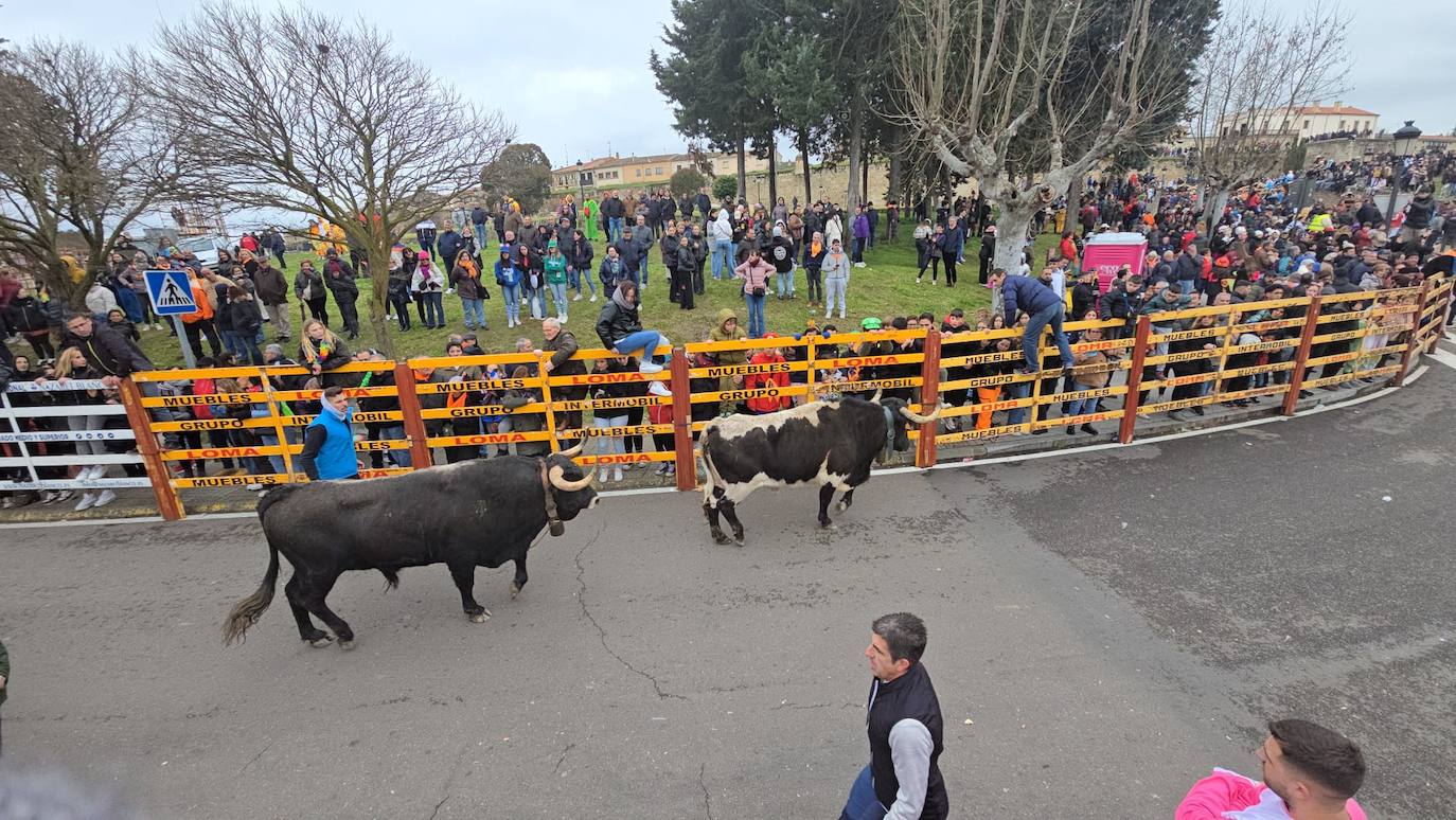 El primer encierro del Carnaval del Toro se salda con un corredor herido