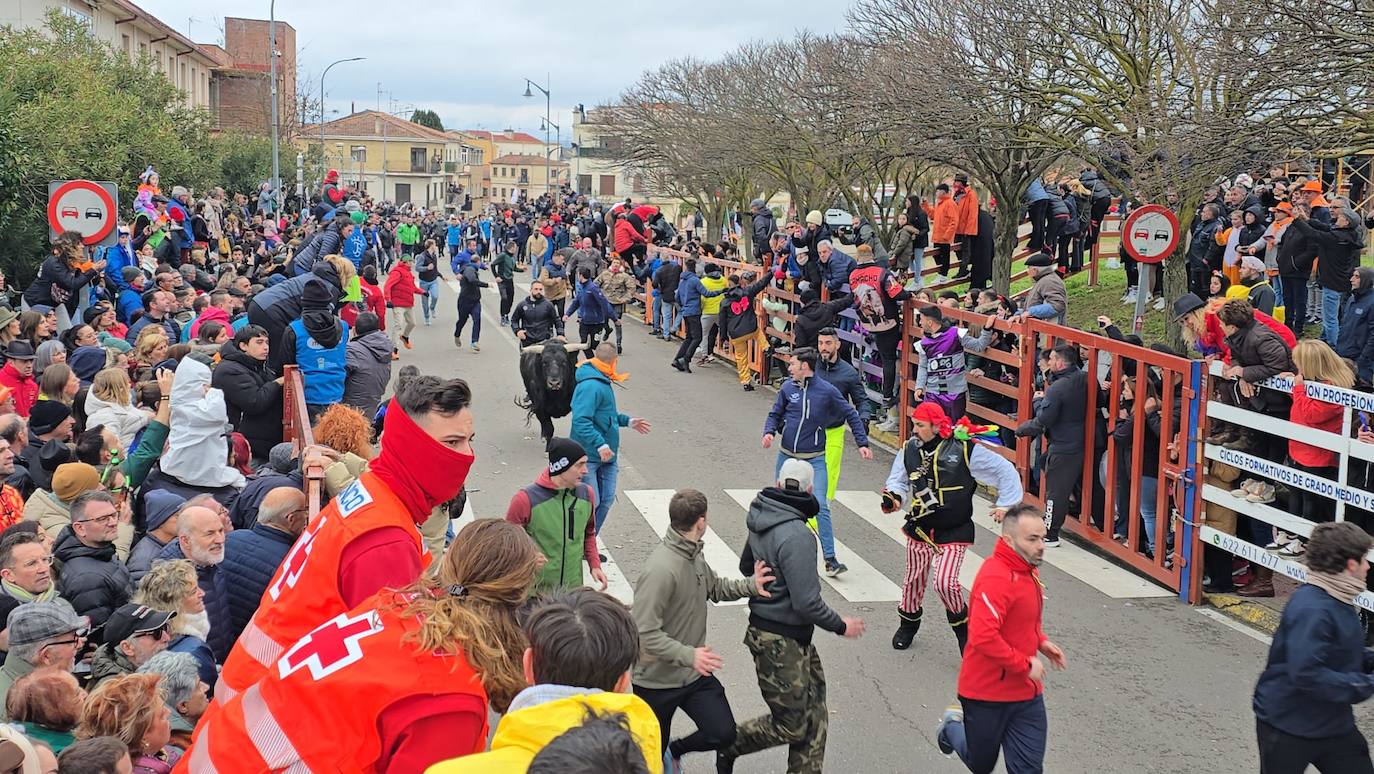 El primer encierro del Carnaval del Toro se salda con un corredor herido