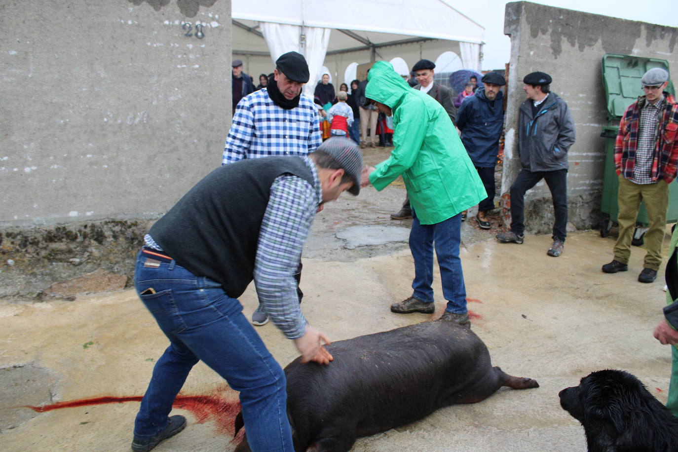 Peromingo disfruta de su fiesta matancera aún con lluvia