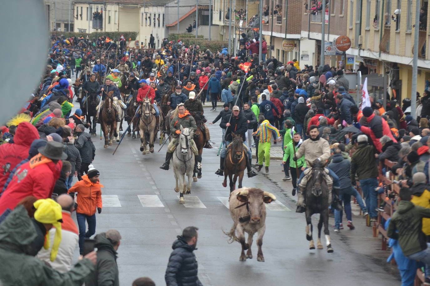 Tumultuoso encierro a caballo en el Carnaval del Toro de Ciudad Rodrigo