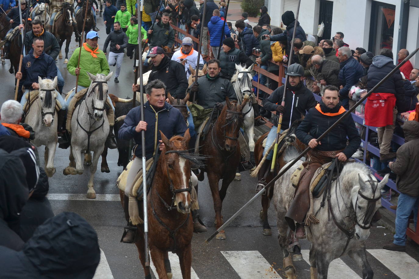 Tumultuoso encierro a caballo en el Carnaval del Toro de Ciudad Rodrigo