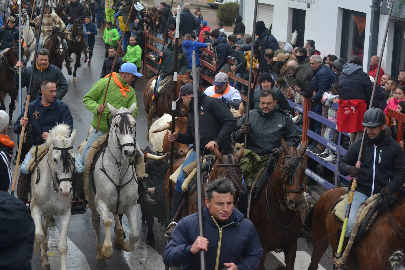 Tumultuoso encierro a caballo en el Carnaval del Toro de Ciudad Rodrigo