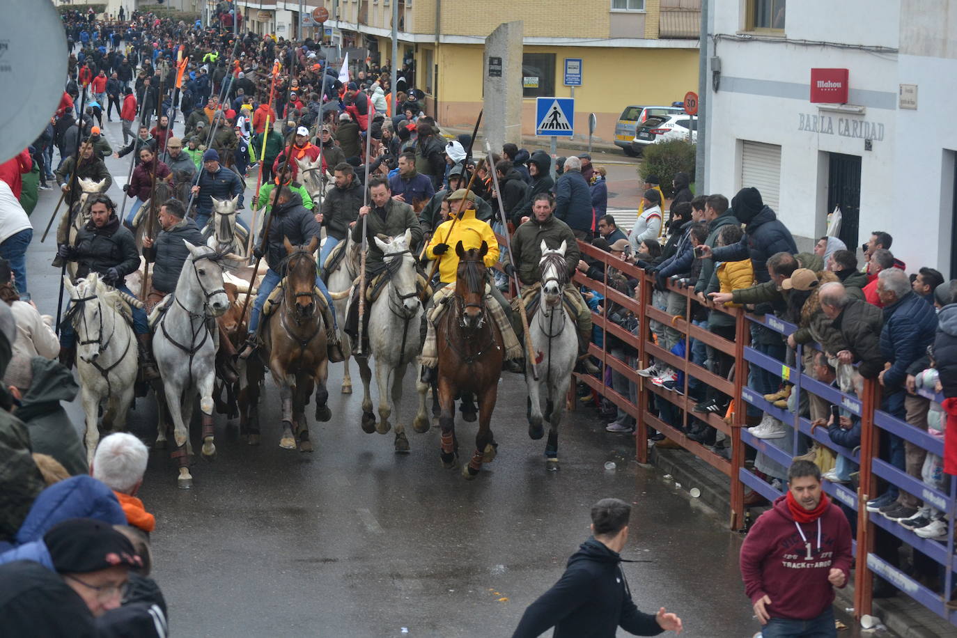 Tumultuoso encierro a caballo en el Carnaval del Toro de Ciudad Rodrigo