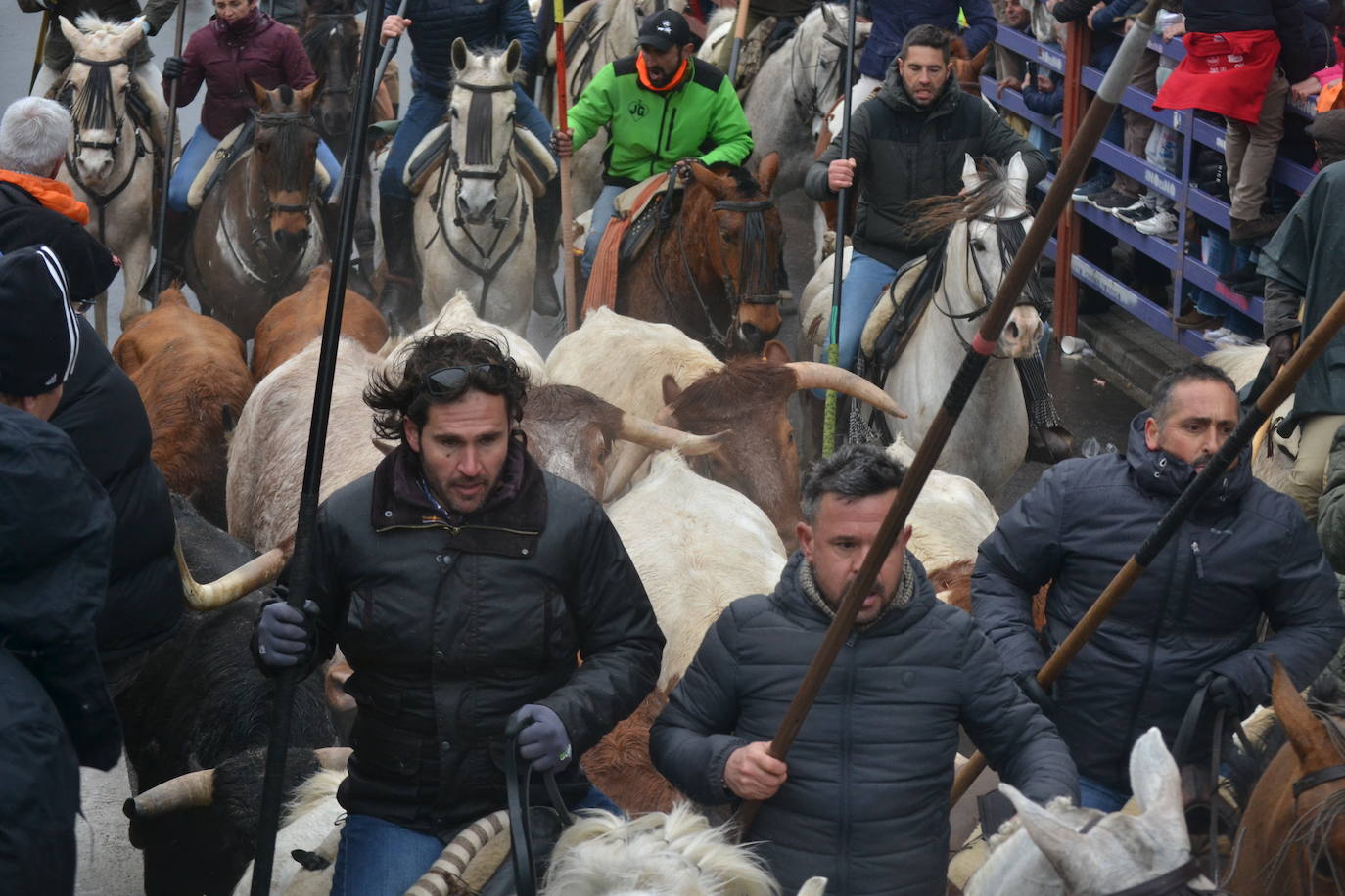 Tumultuoso encierro a caballo en el Carnaval del Toro de Ciudad Rodrigo