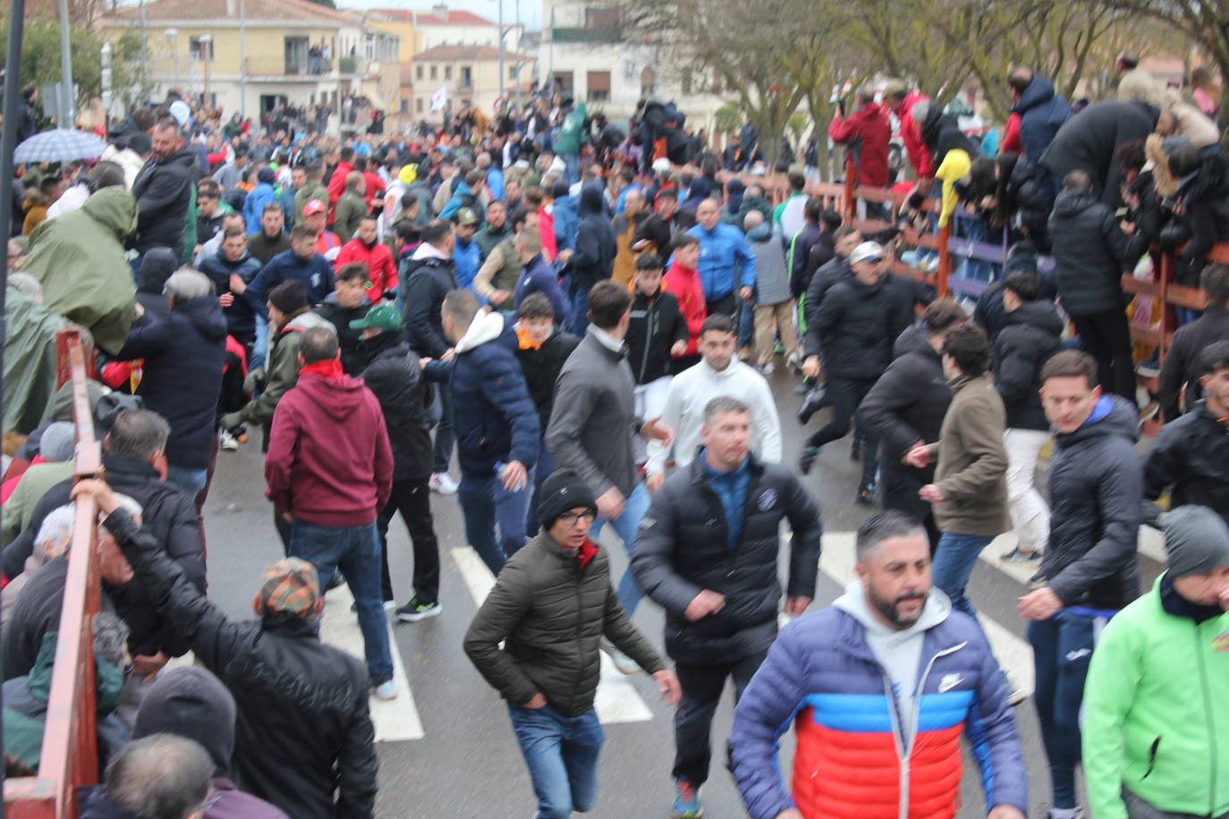 Tumultuoso encierro a caballo en el Carnaval del Toro de Ciudad Rodrigo