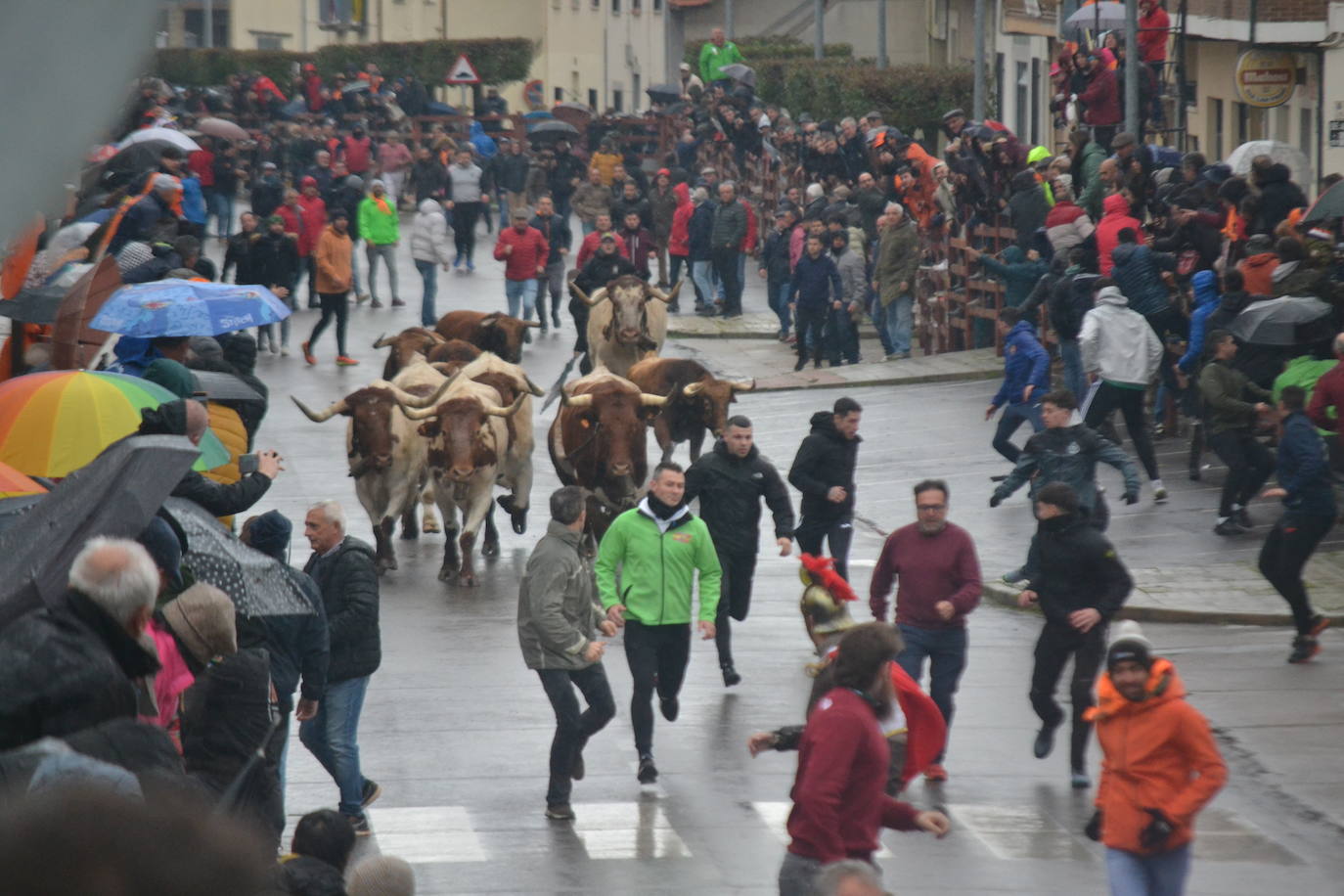 La lluvia no desluce el rápido encierro del lunes en el Carnaval del Toro
