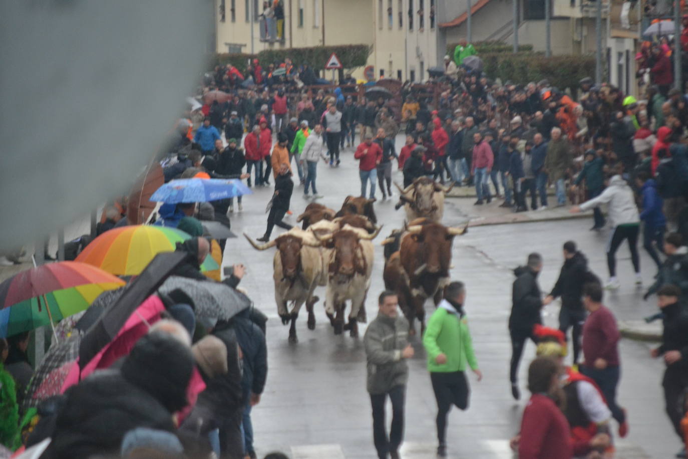 La lluvia no desluce el rápido encierro del lunes en el Carnaval del Toro