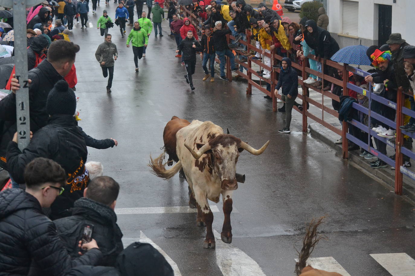 La lluvia no desluce el rápido encierro del lunes en el Carnaval del Toro