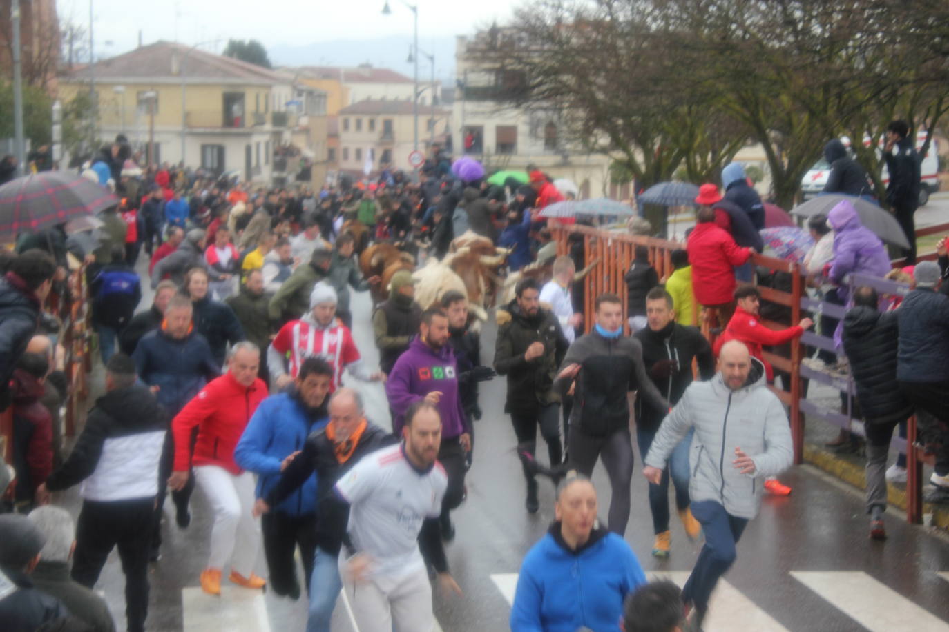 La lluvia no desluce el rápido encierro del lunes en el Carnaval del Toro