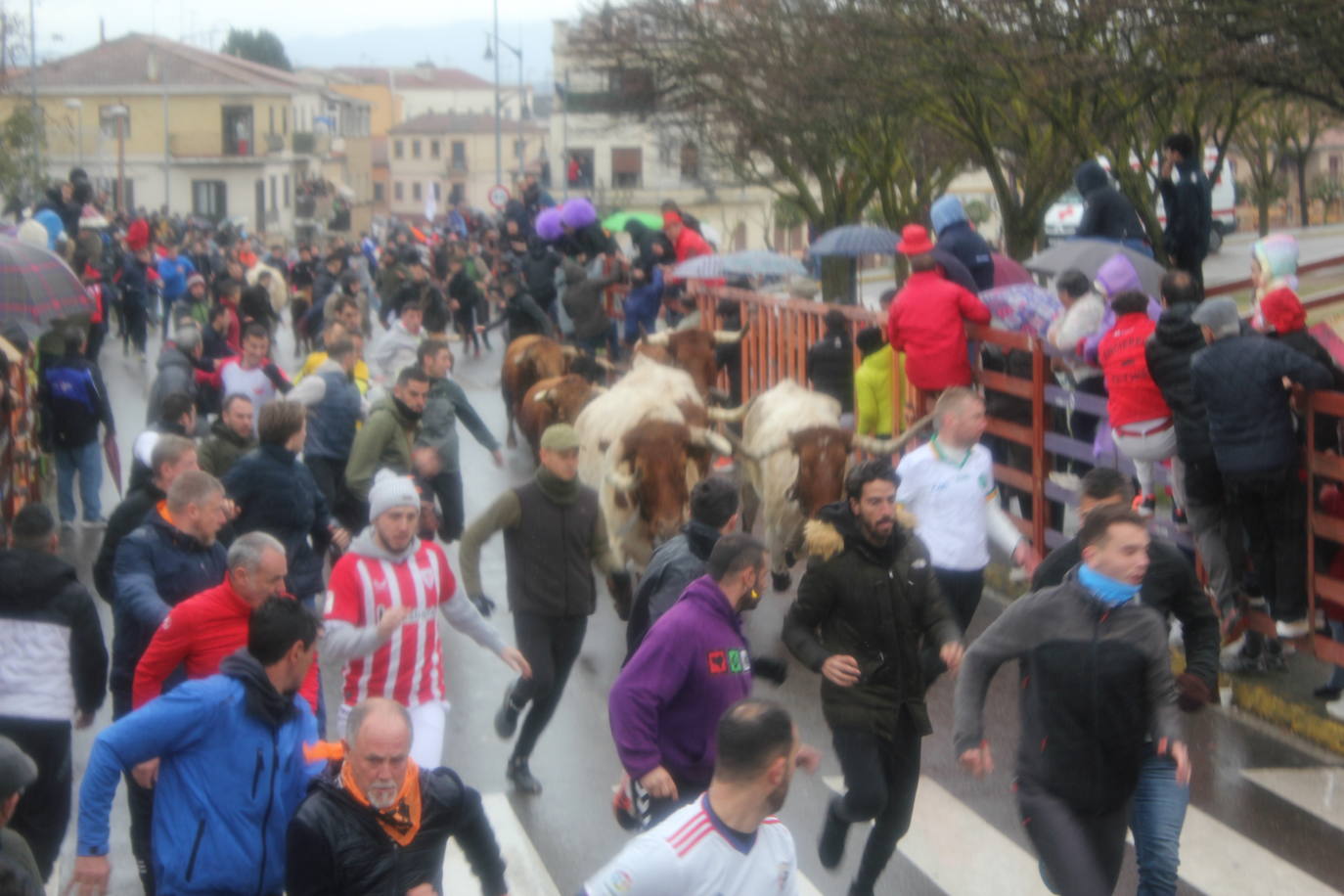 La lluvia no desluce el rápido encierro del lunes en el Carnaval del Toro