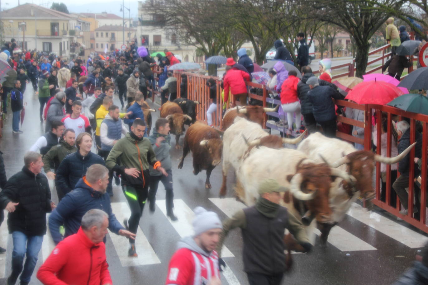 La lluvia no desluce el rápido encierro del lunes en el Carnaval del Toro
