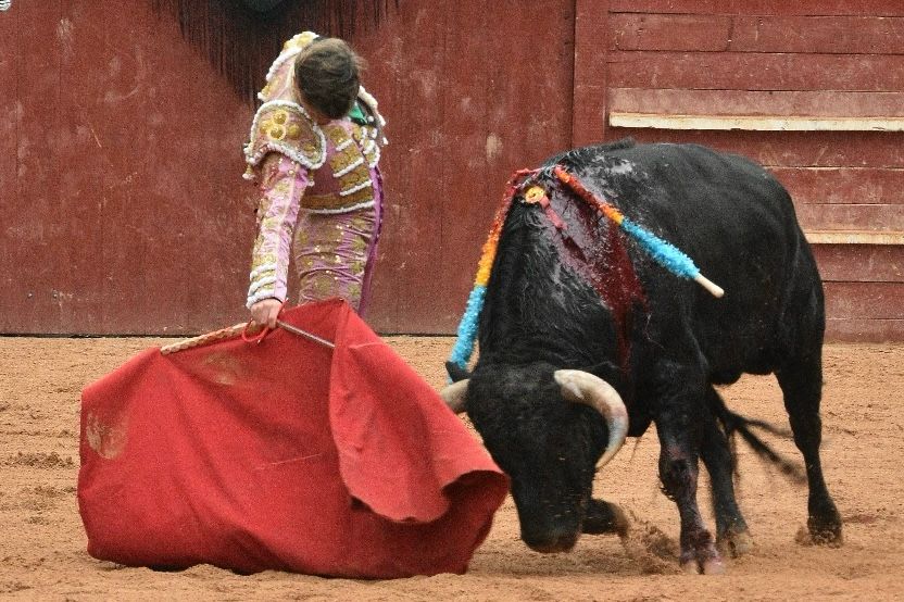 La novillada con picadores del Carnaval del Toro, en imágenes
