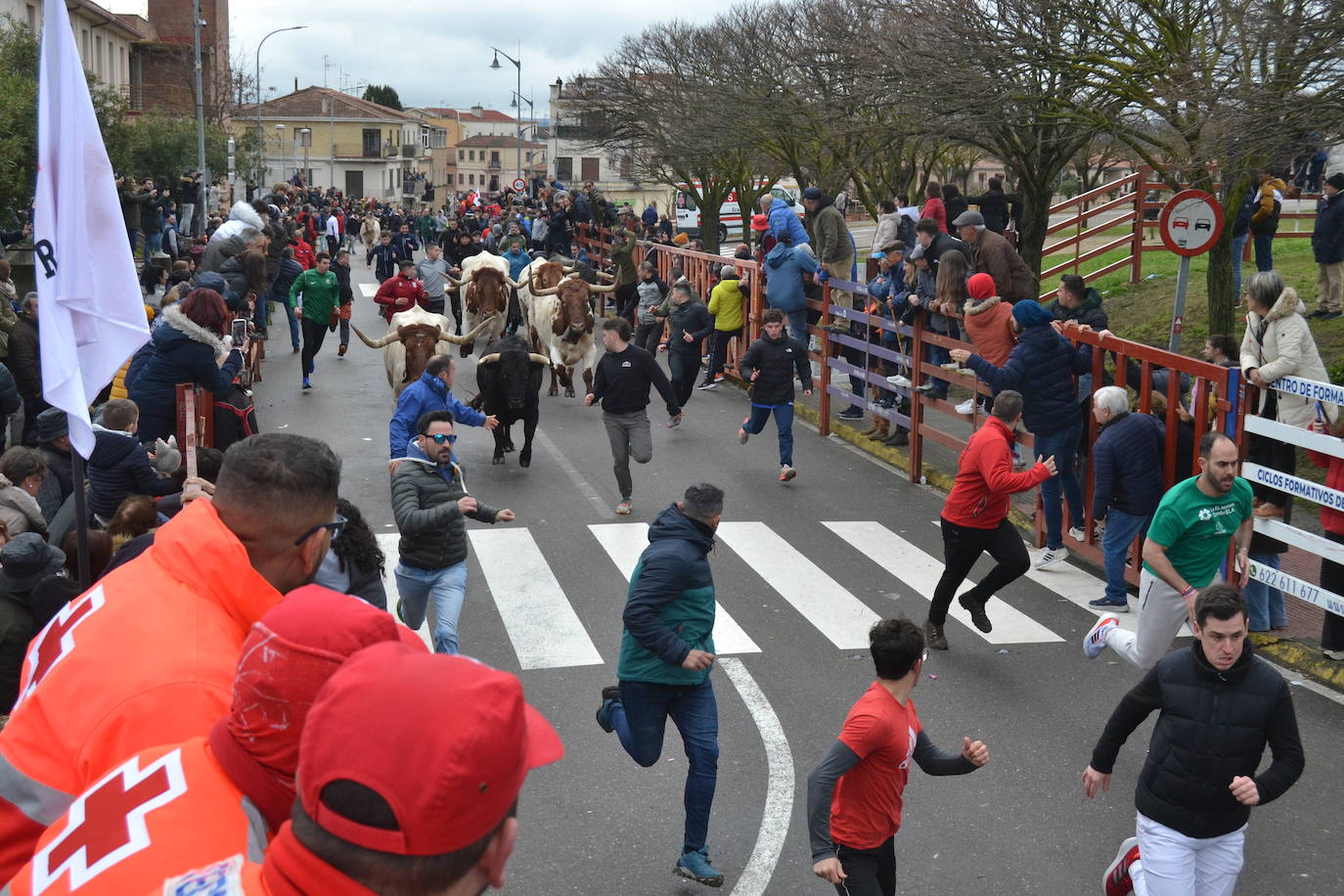 El último encierro del Carnaval del Toro, el más veloz de la serie