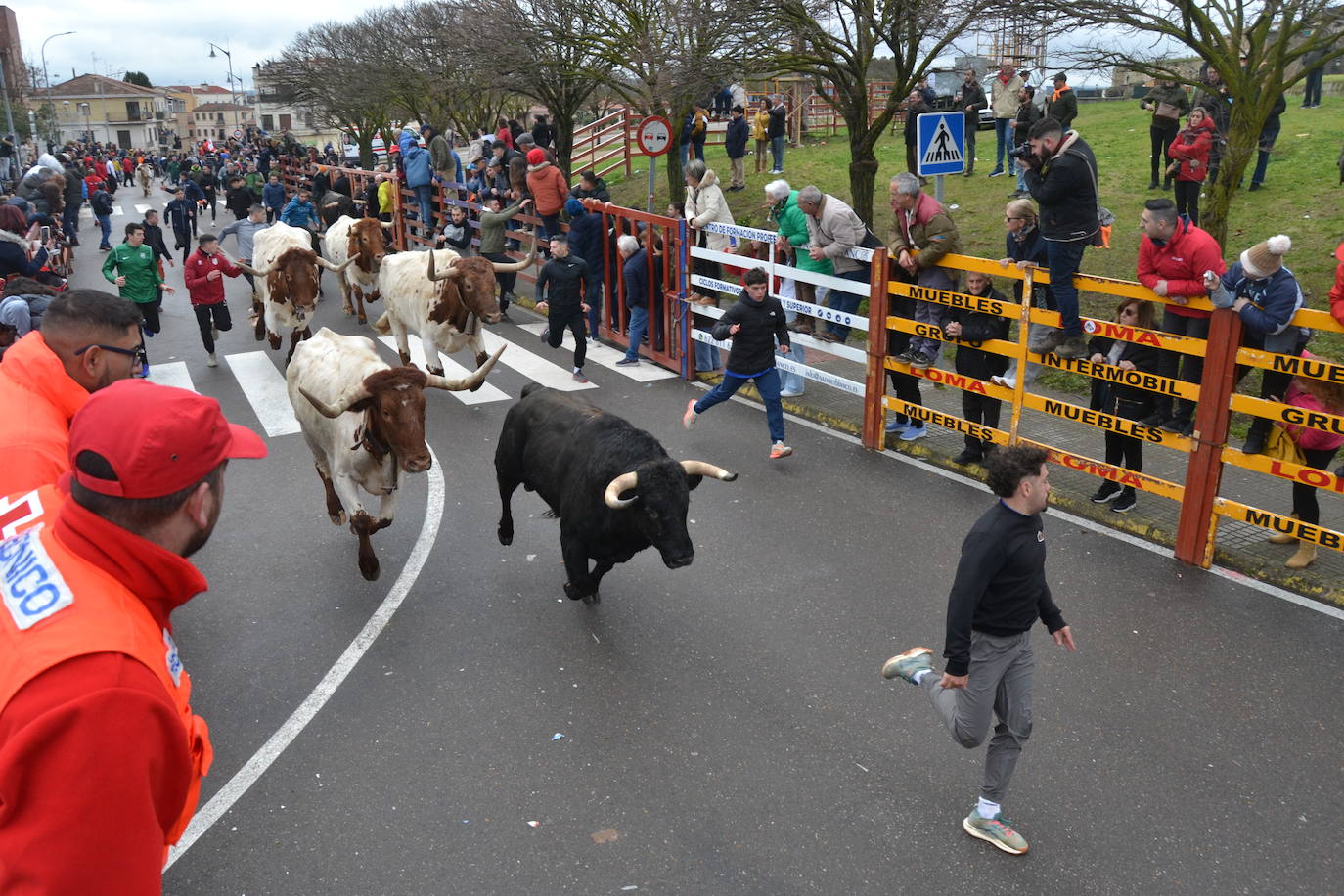 El último encierro del Carnaval del Toro, el más veloz de la serie