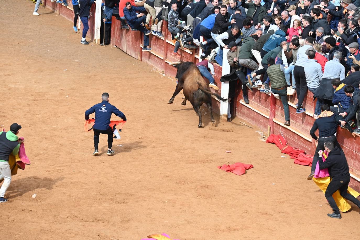 Tres heridos de gravedad en la capea matinal del Carnaval del Toro