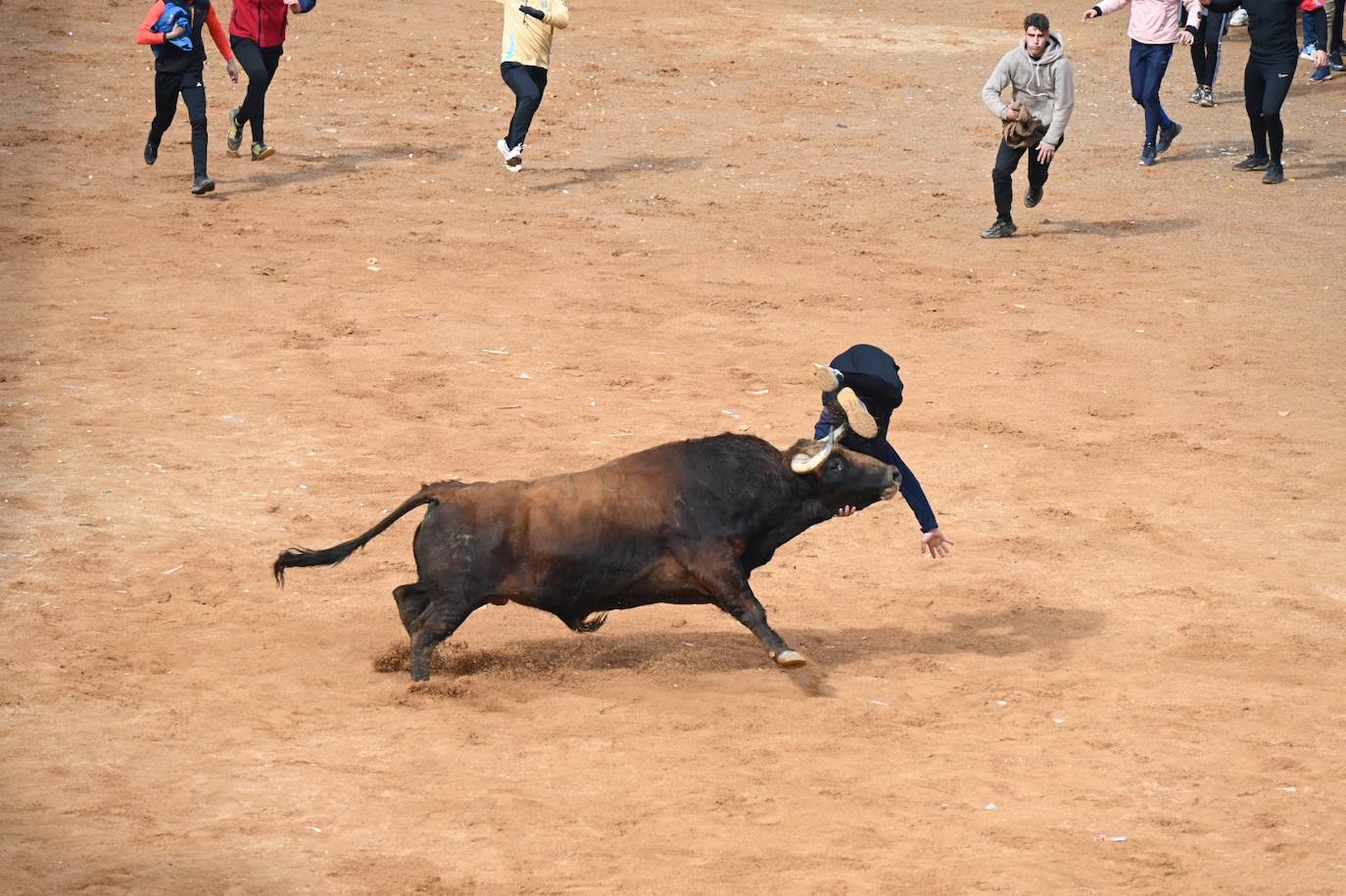 Tres heridos de gravedad en la capea matinal del Carnaval del Toro