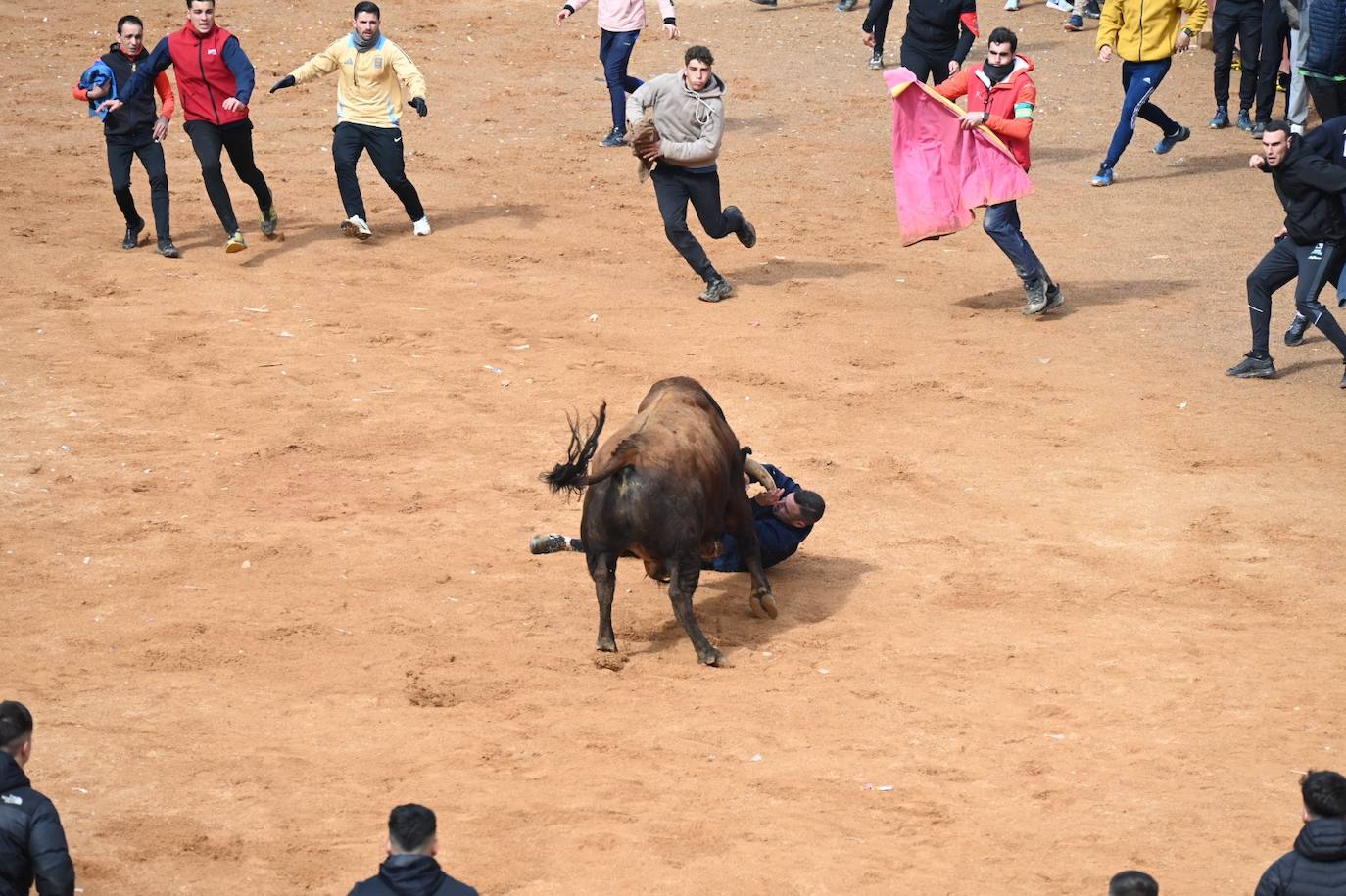 Tres heridos de gravedad en la capea matinal del Carnaval del Toro