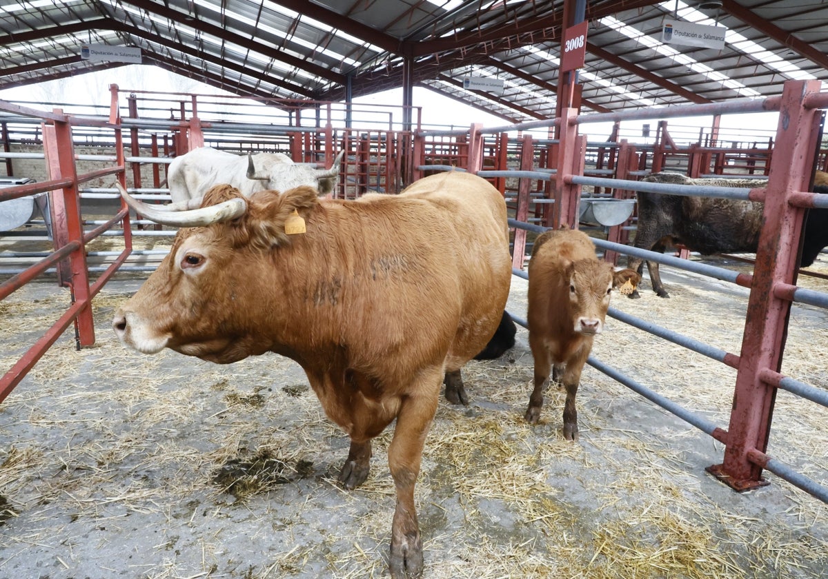 Nave exterior de vacas, en el mercado de ganados de Salamanca.