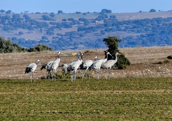 Grullas de vuelta al azud de Riolobos.