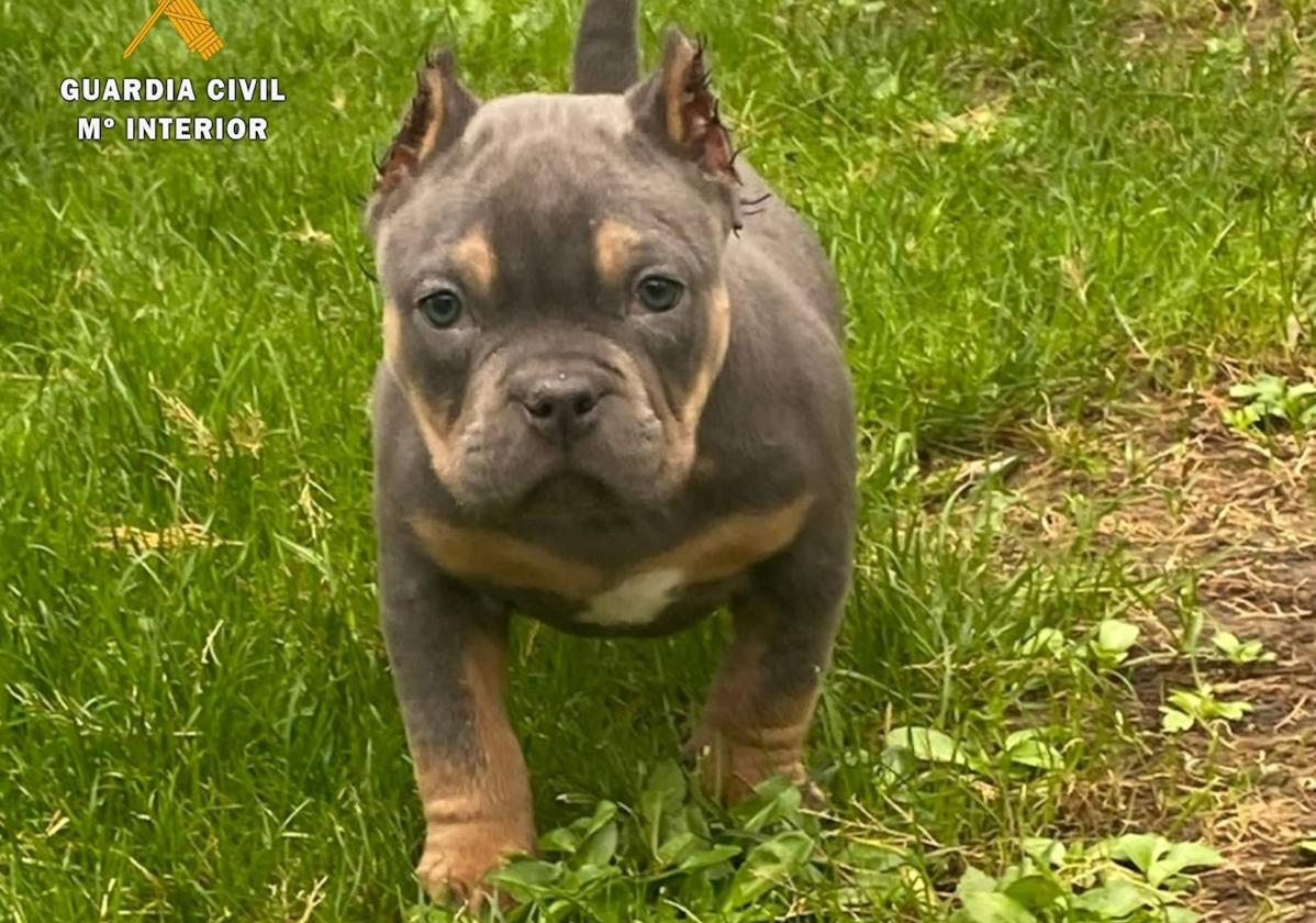 Uno de los cachorros mutilados.